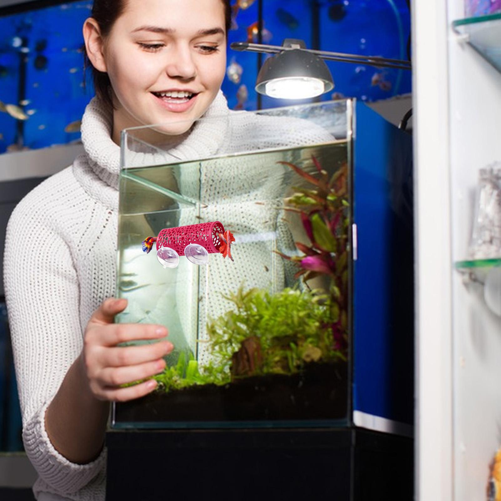 Ozdoba do akwarium Betta, tune – Aquarium Fish Cichlid recenzja i cena