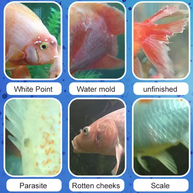 Leczenie chorób ryb SIKEZHAN i – Aquarium Fishing recenzja i cena