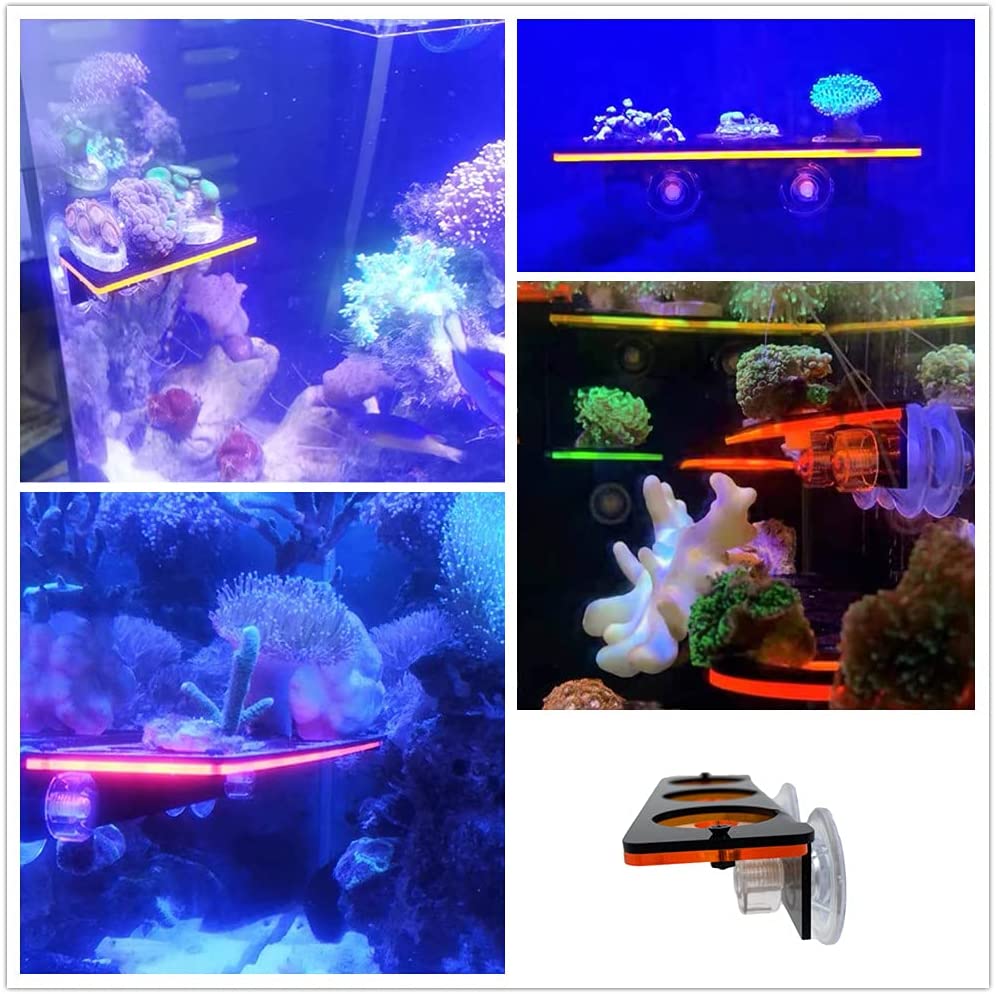 Fluorescencyjny koralowy wspor – Aquarium Fish Cichlid recenzja i cena